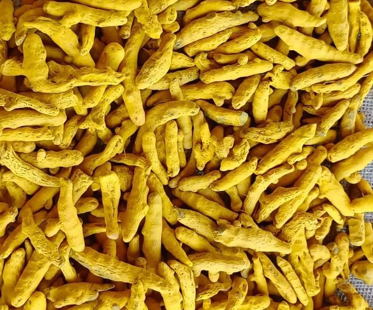 Turmeric (Haldi)